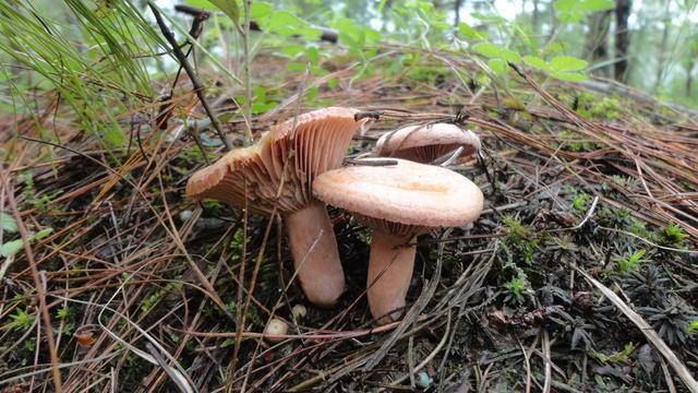 云南野生菌最全攻略，昆明這些地方盛產(chǎn)野生菌你知道幾個(gè) 