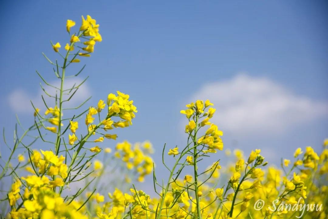 3月昆明，宜“春光乍泄”！